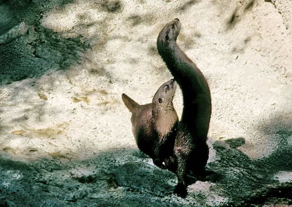 Museo del Desierto de Arizona-Sonora