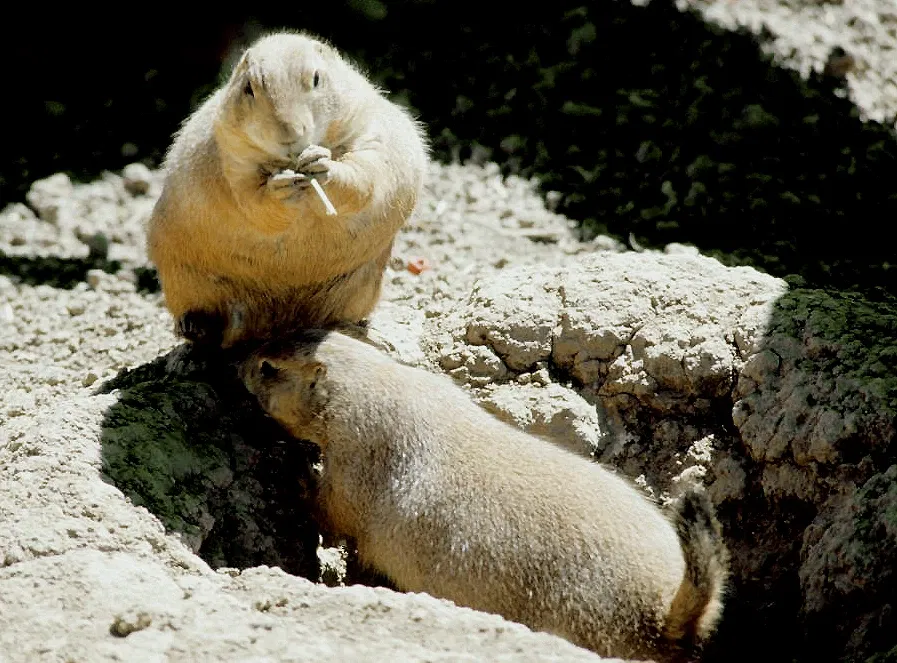 Museo del Desierto de Arizona-Sonora