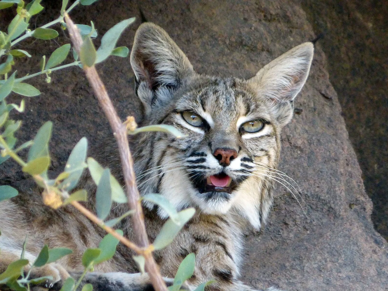 Arizona-sonora Desert Museum