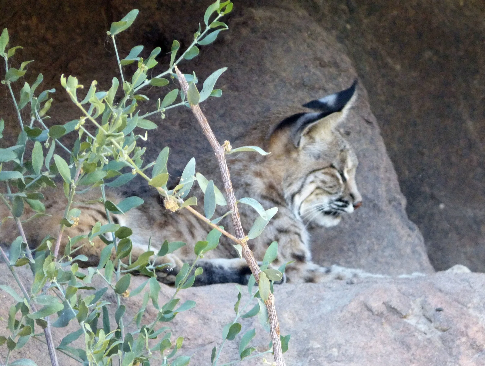 Arizona-sonora Desert Museum