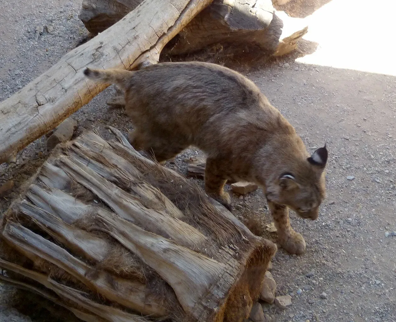 Arizona-sonora Desert Museum