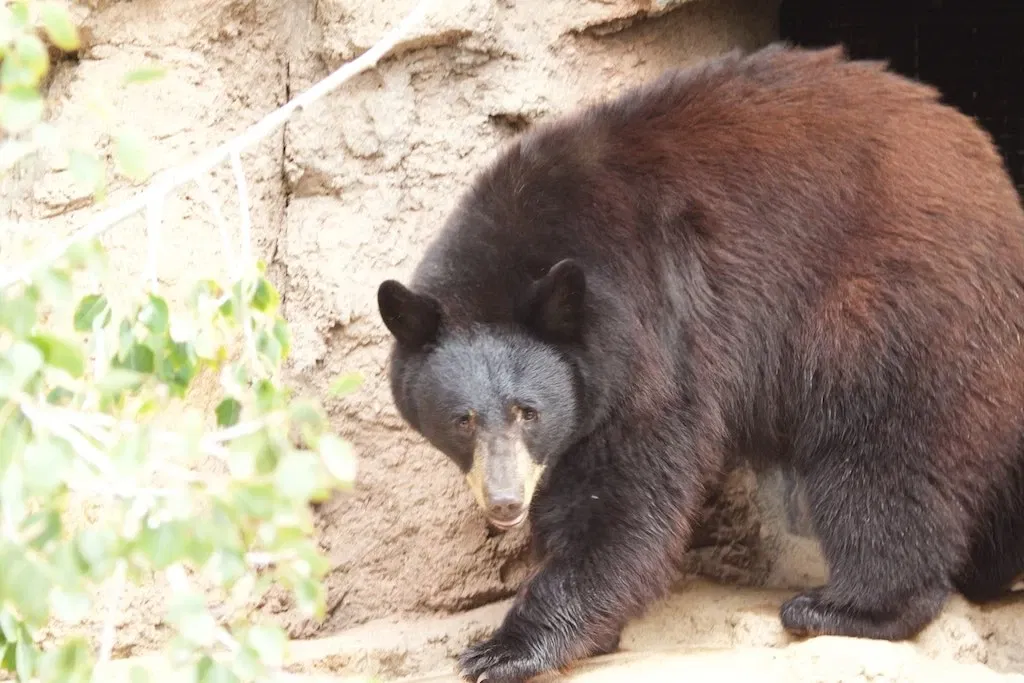 Arizona-sonora Desert Museum