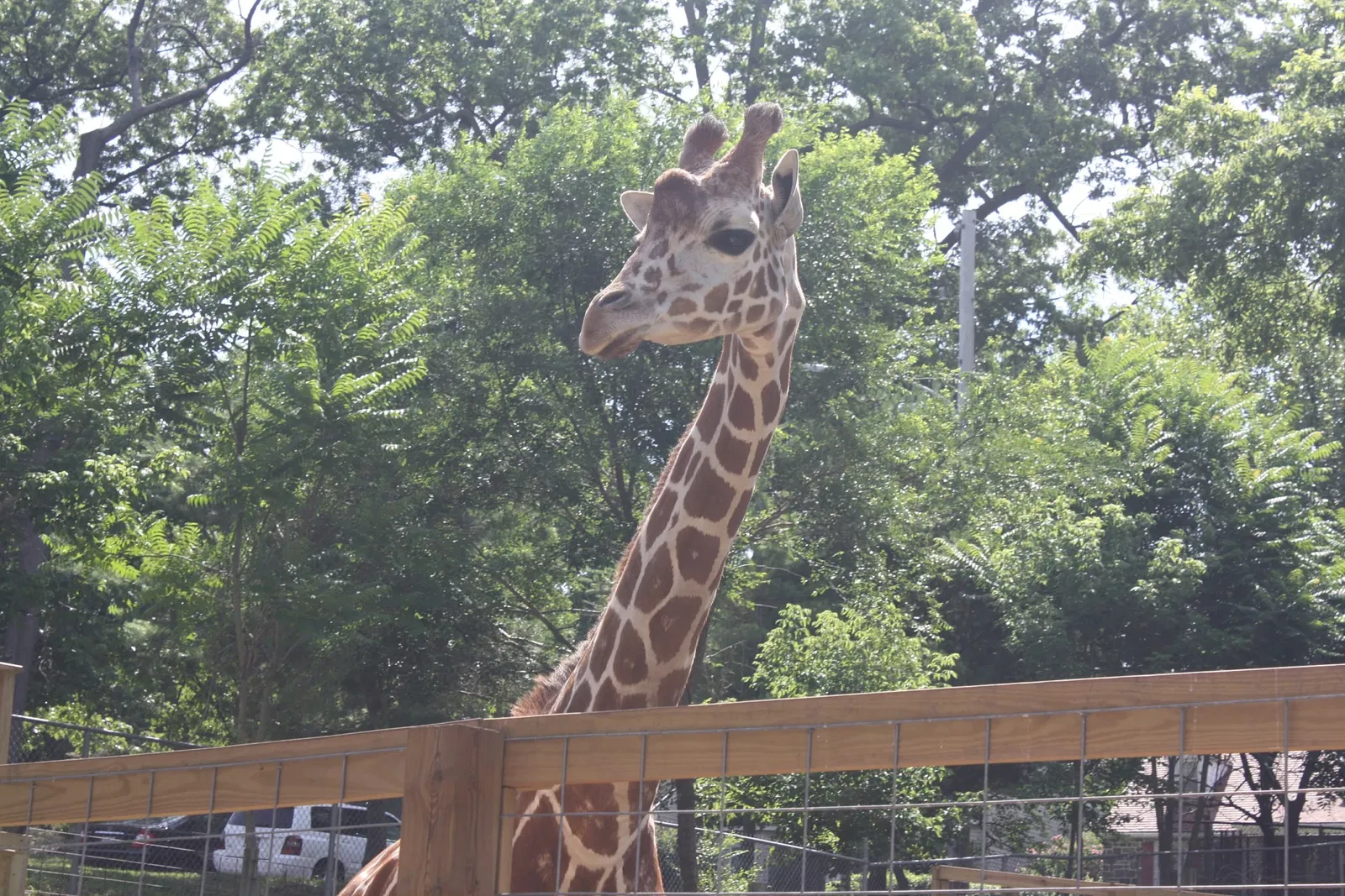 Elmwood Park Zoo