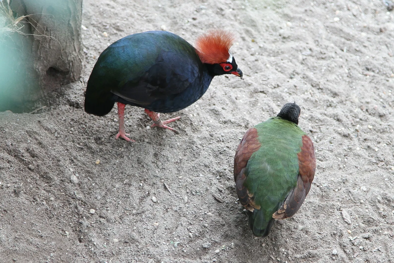 Cape May County Park & Zoo