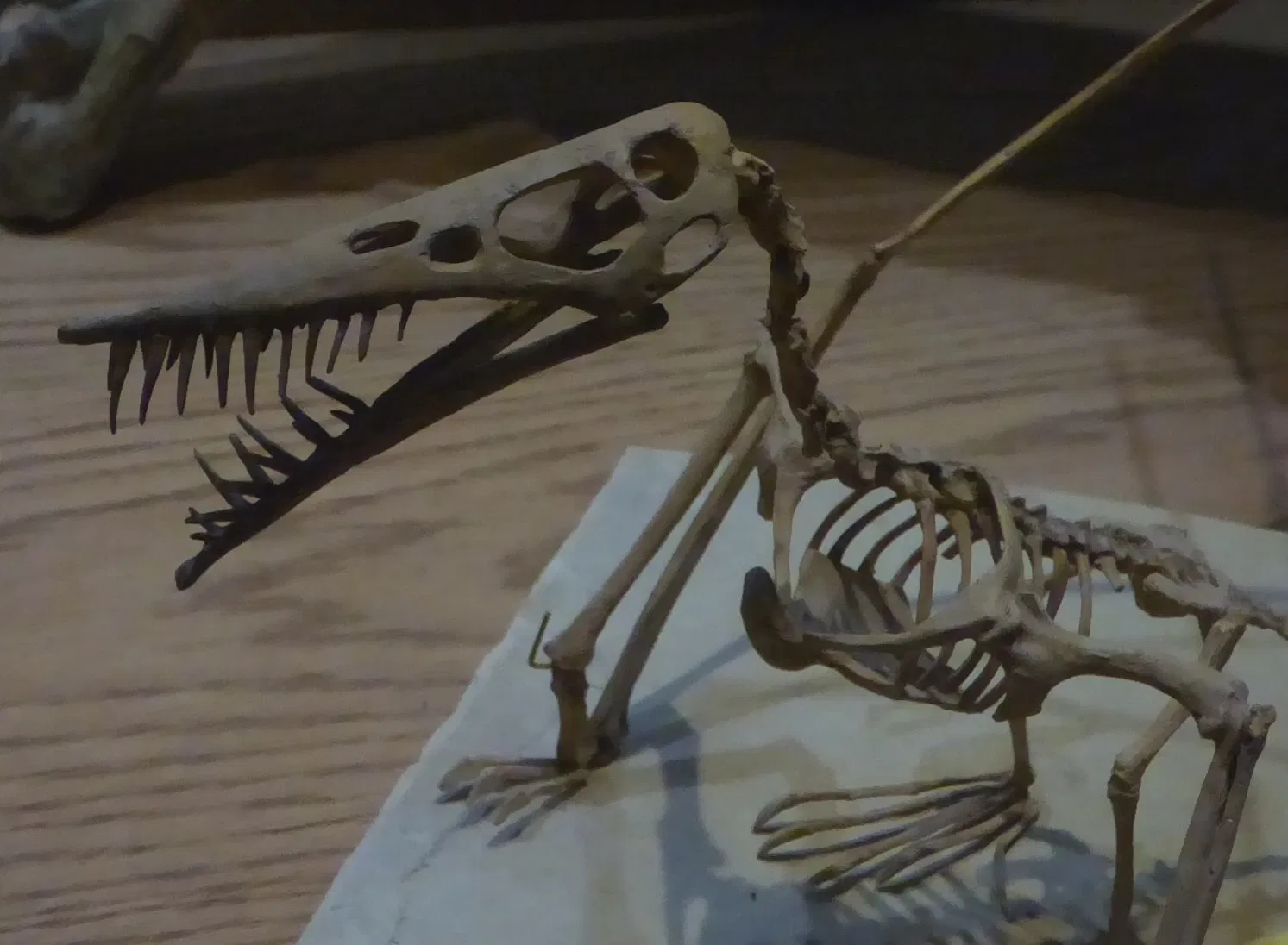 Wyoming Dinosaur Center