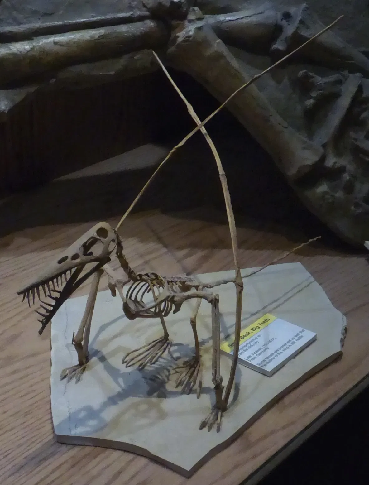 Wyoming Dinosaur Center