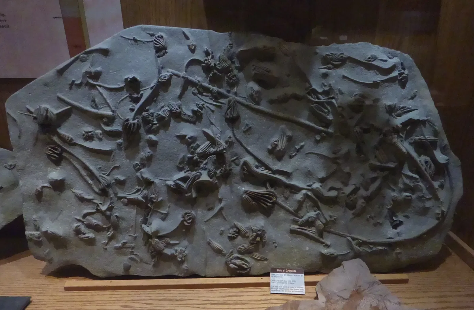 Wyoming Dinosaur Center