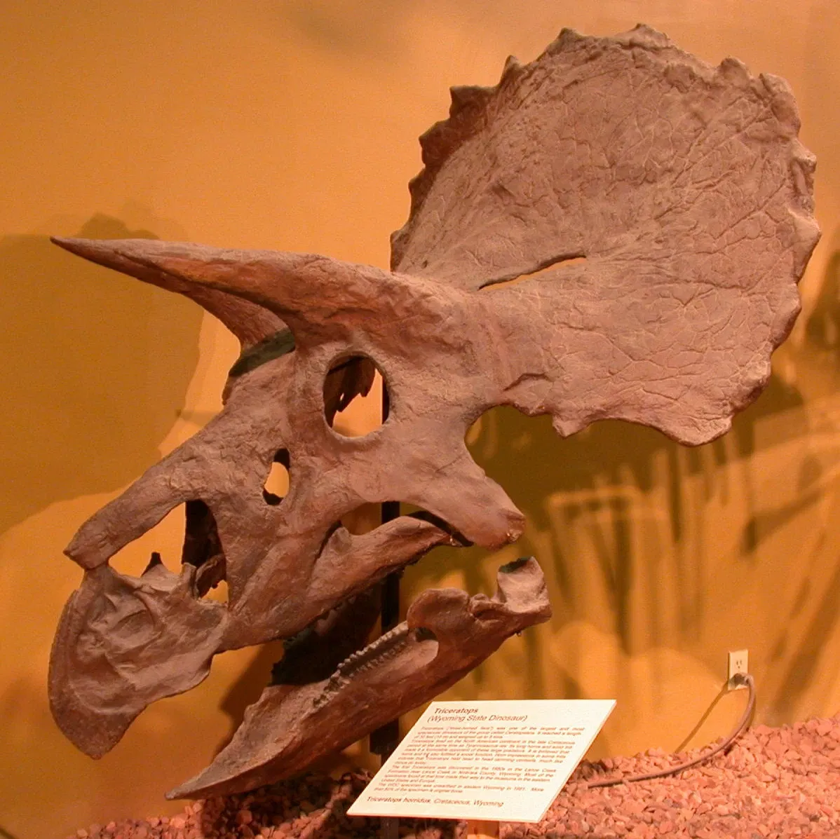 Wyoming Dinosaur Center