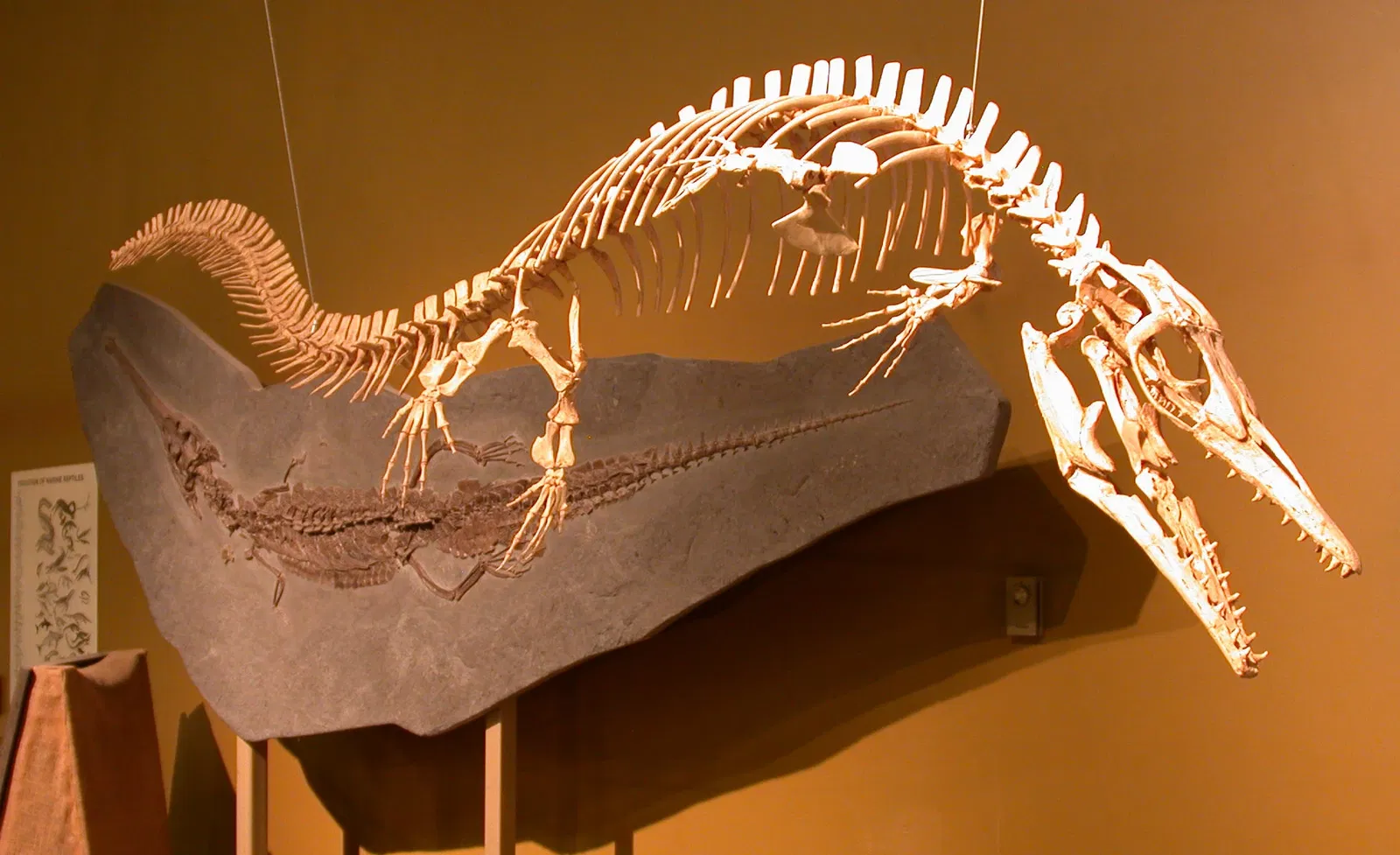 Wyoming Dinosaur Center