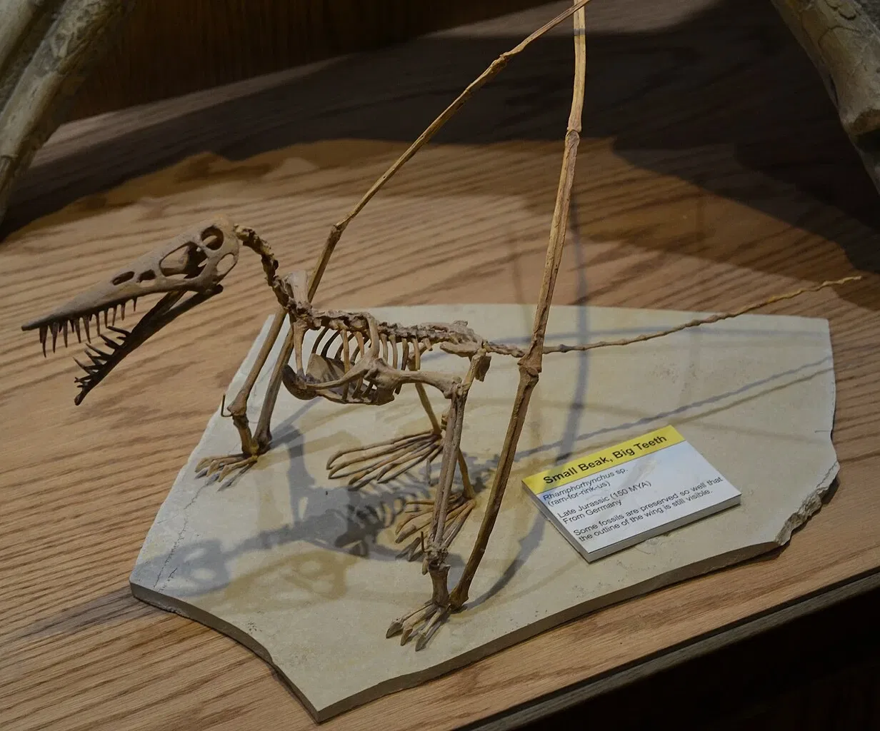 Wyoming Dinosaur Center