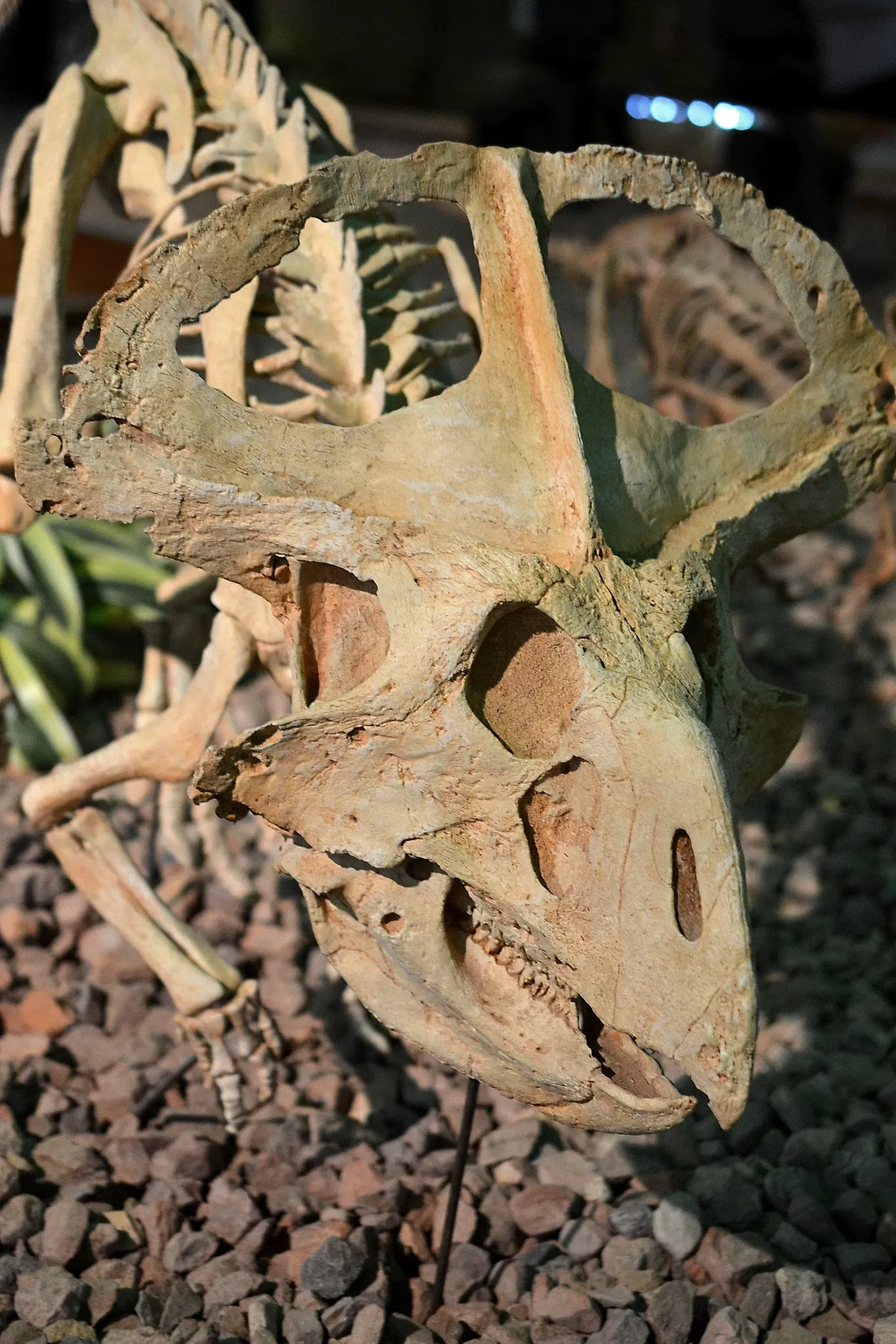 Wyoming Dinosaur Center