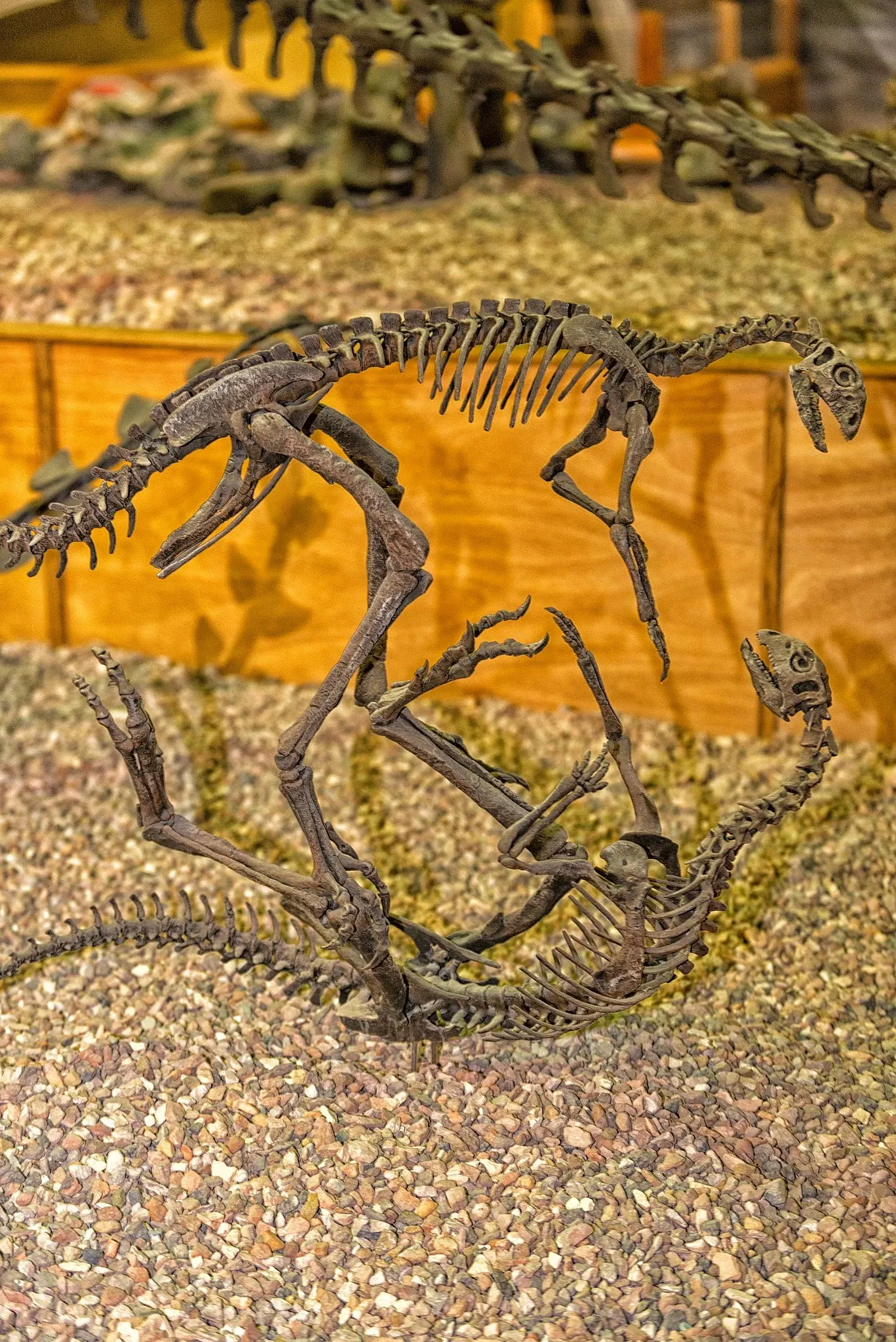 Wyoming Dinosaur Center