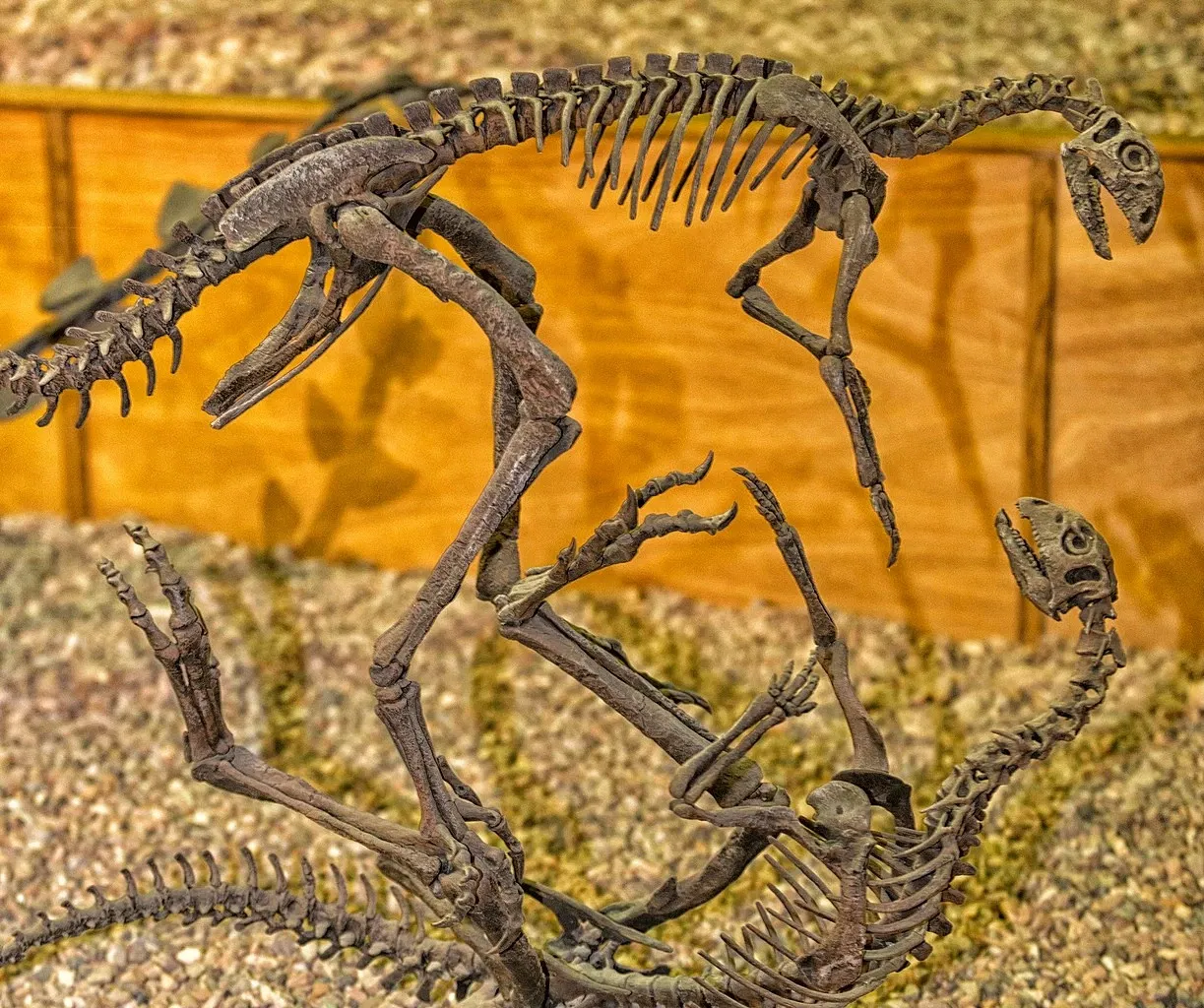 Wyoming Dinosaur Center