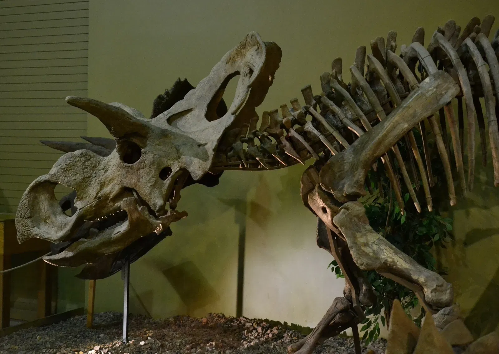 Wyoming Dinosaur Center