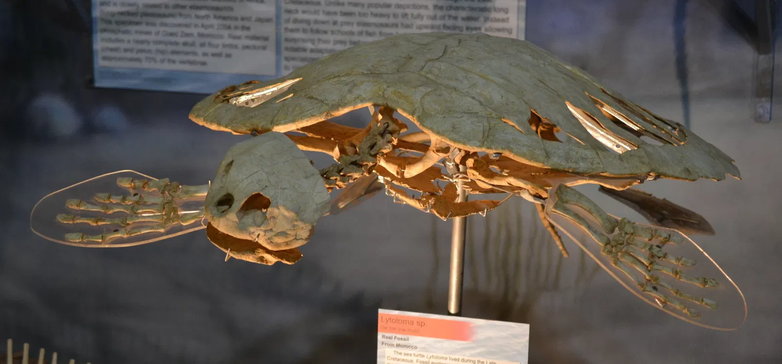 Wyoming Dinosaur Center