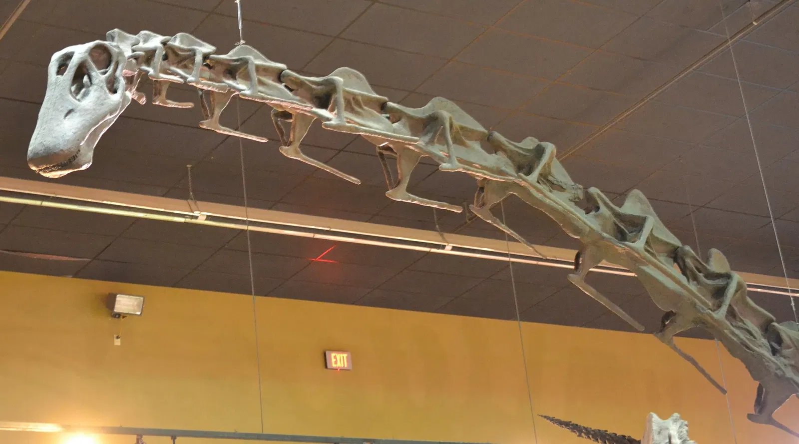 Wyoming Dinosaur Center