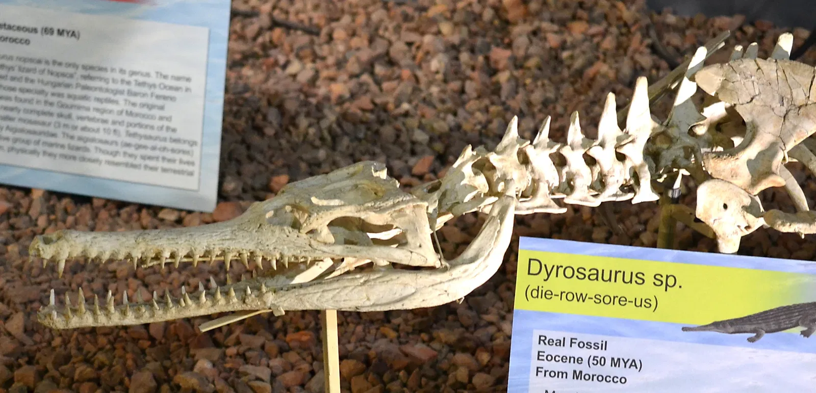 Wyoming Dinosaur Center