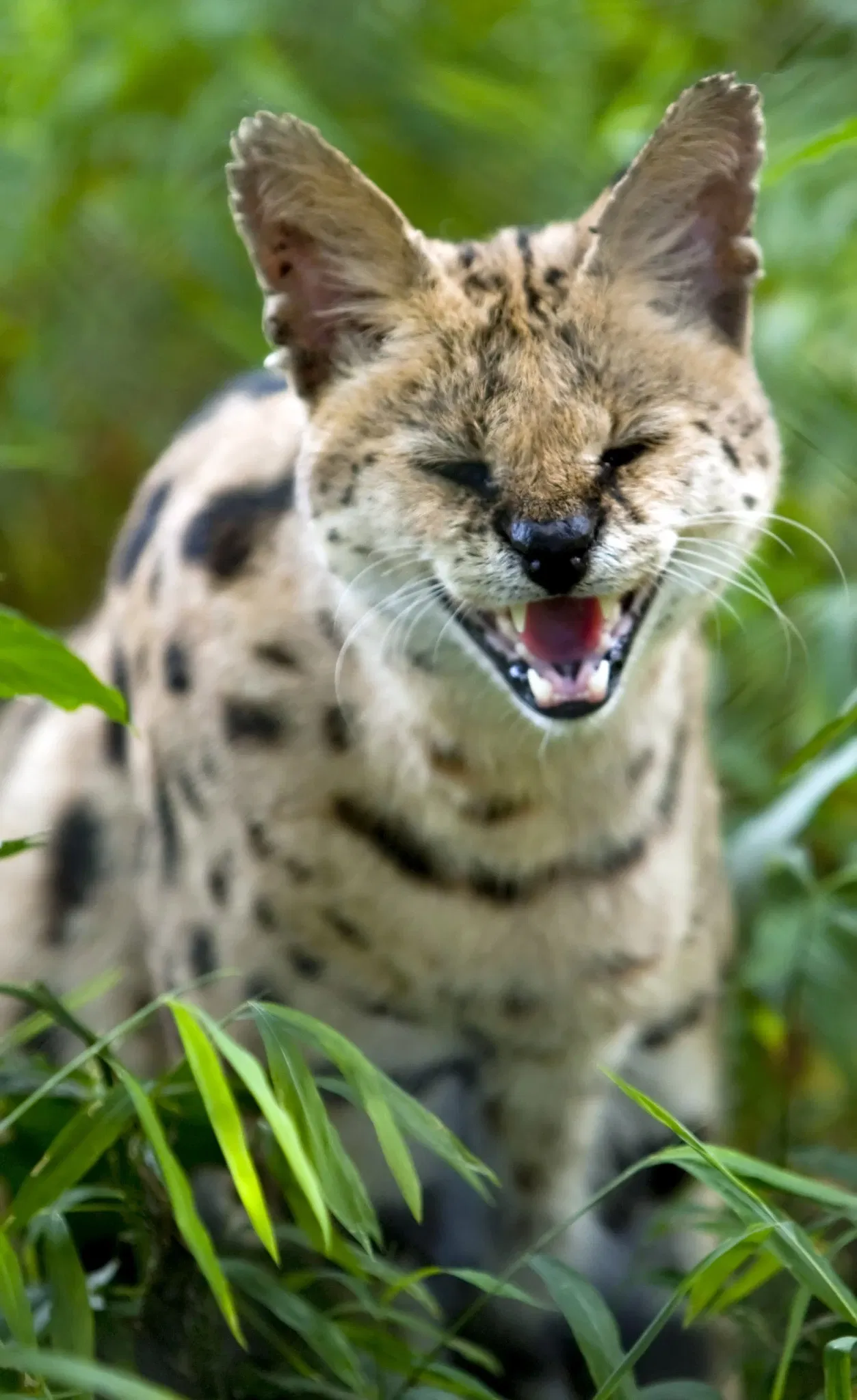 Carolina Tiger Rescue