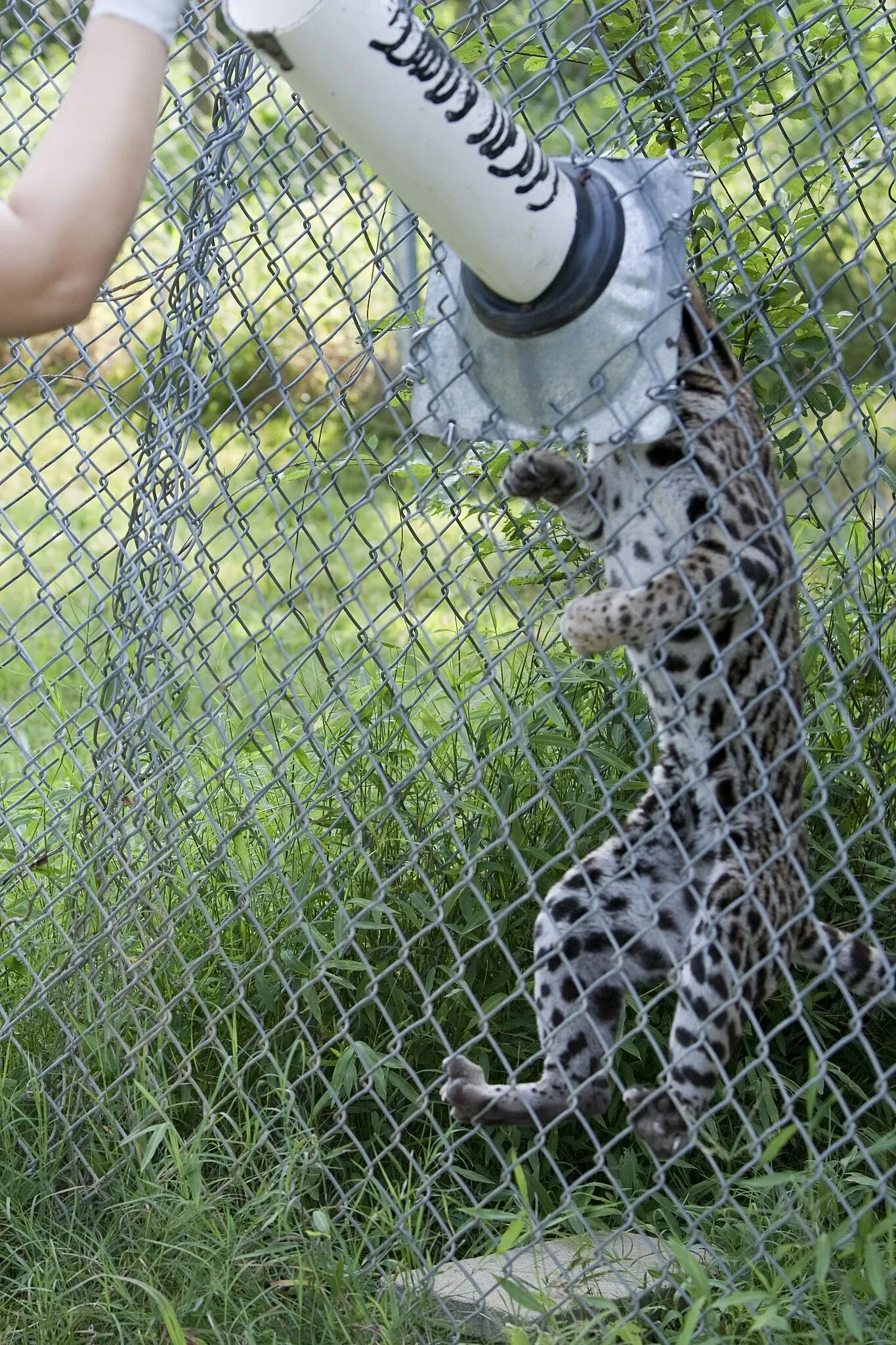 Carolina Tiger Rescue