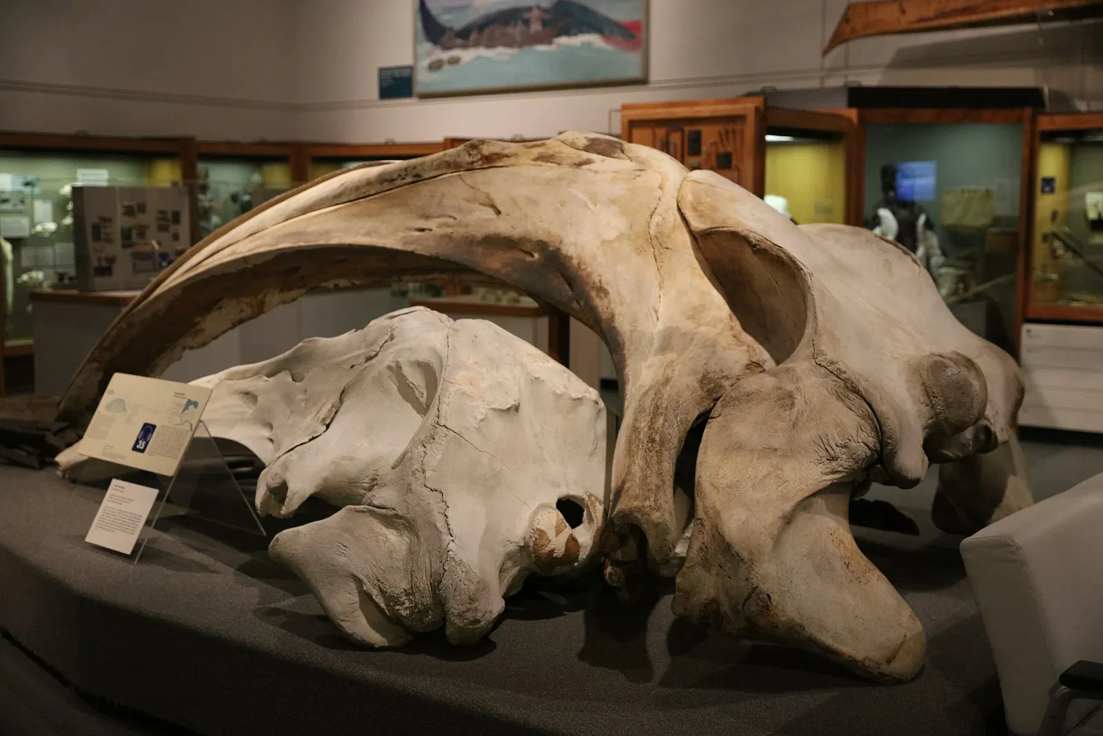 Museo del Nord dell'Università dell'Alaska