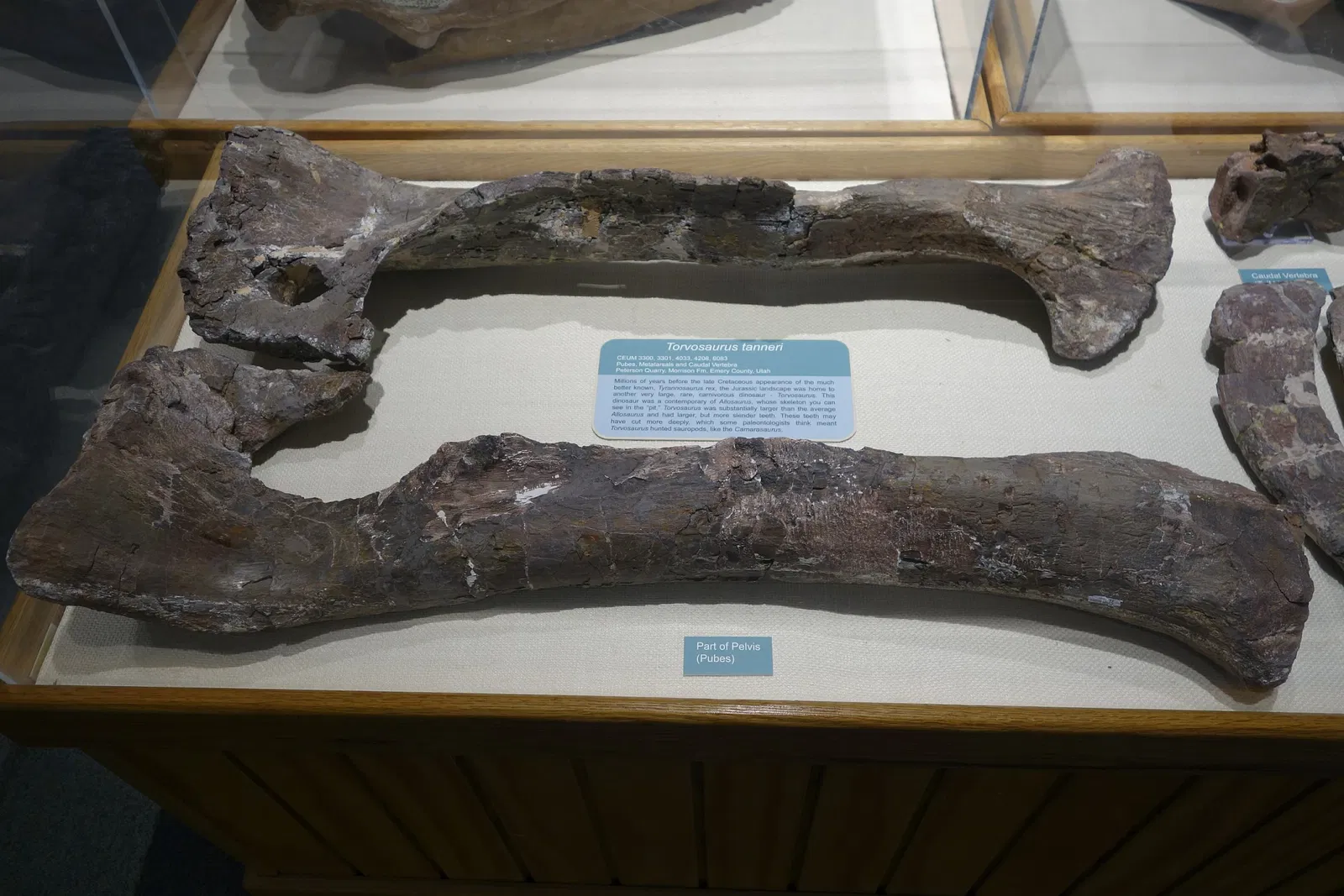 USU Eastern Prehistoric Museum