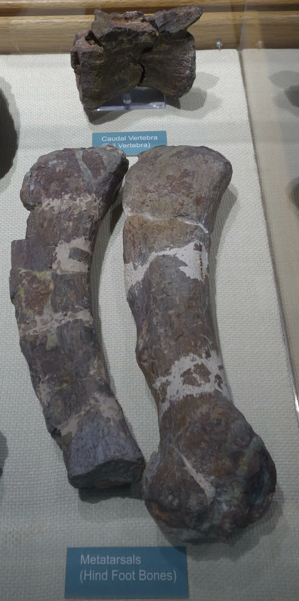 USU Eastern Prehistoric Museum