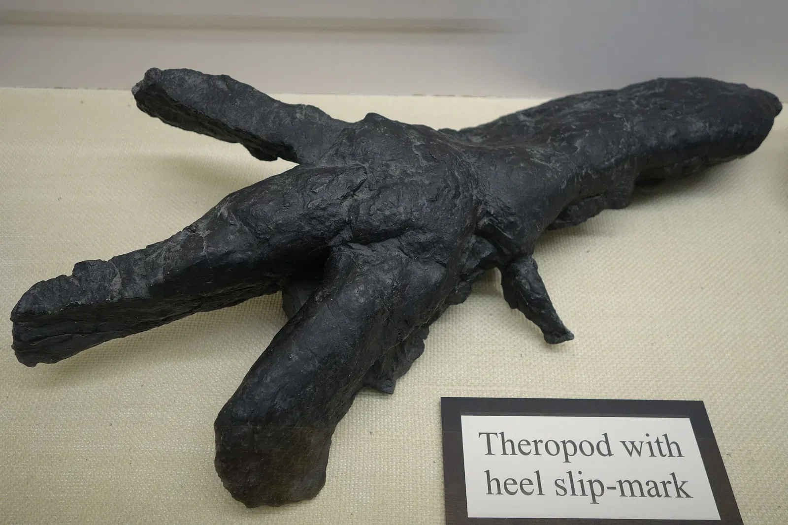 USU Eastern Prehistoric Museum