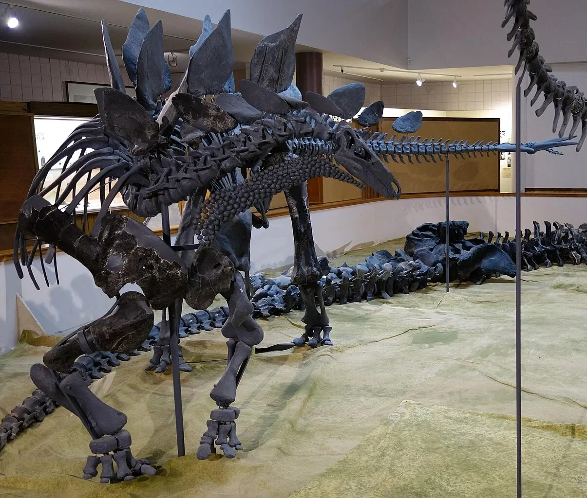 USU Eastern Prehistoric Museum