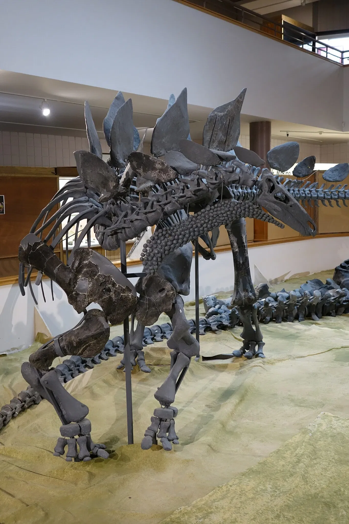 USU Eastern Prehistoric Museum