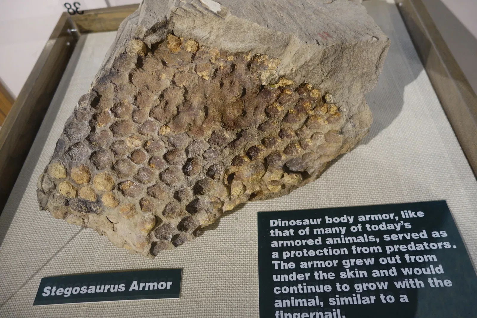 USU Eastern Prehistoric Museum
