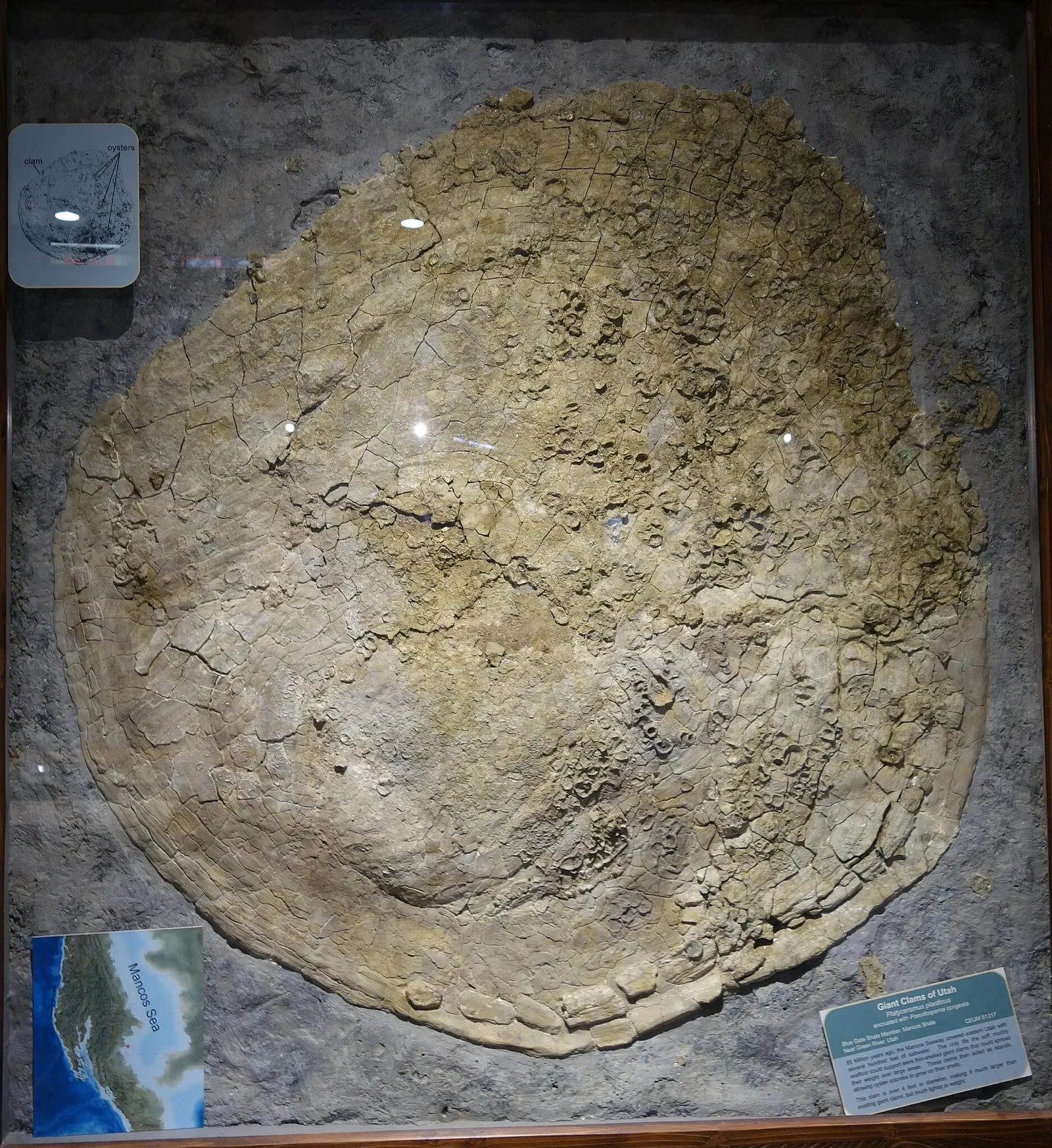 USU Eastern Prehistoric Museum