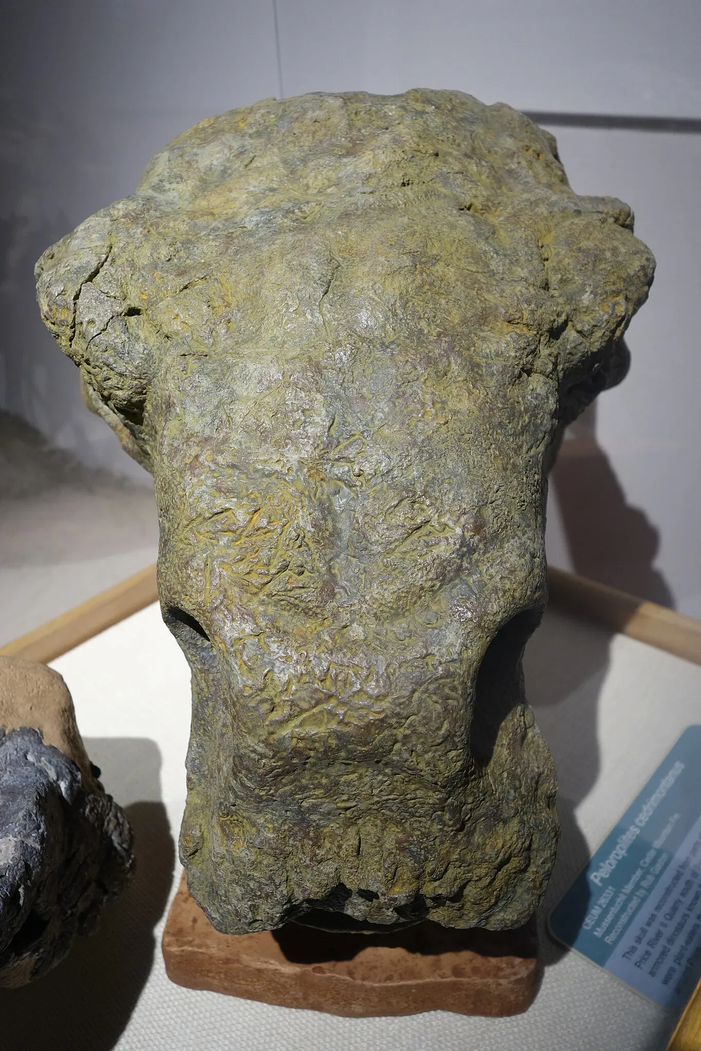 USU Eastern Prehistoric Museum