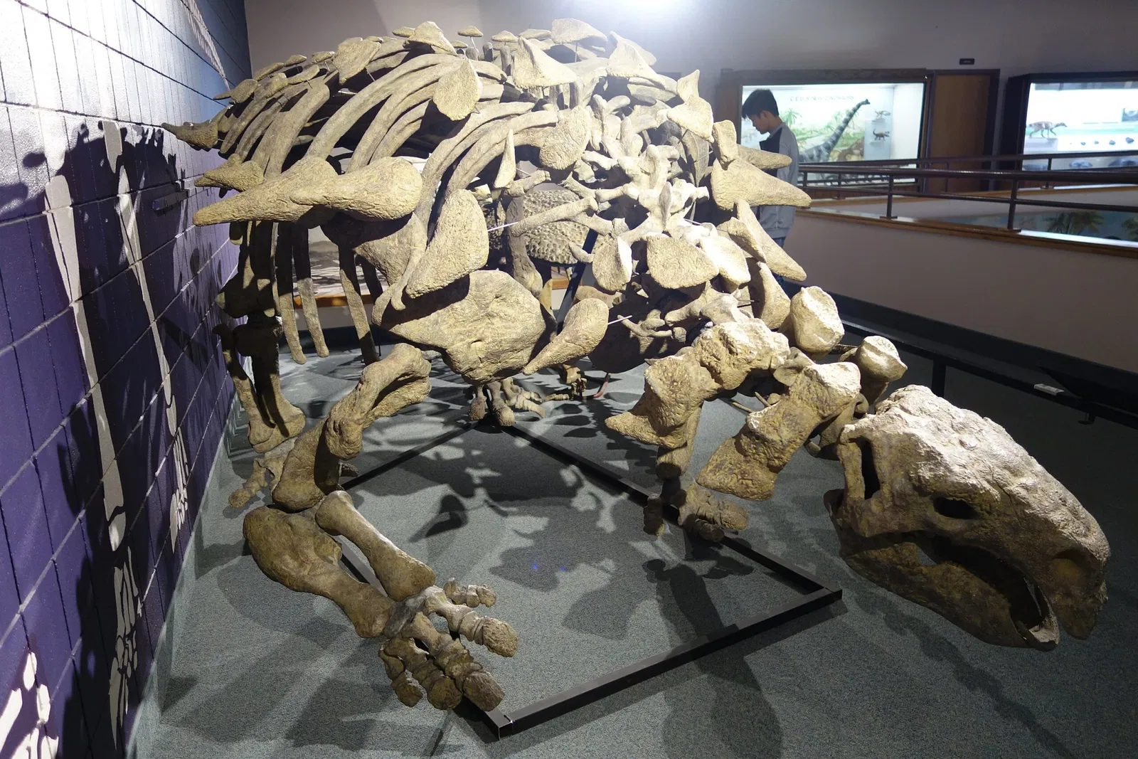 USU Eastern Prehistoric Museum