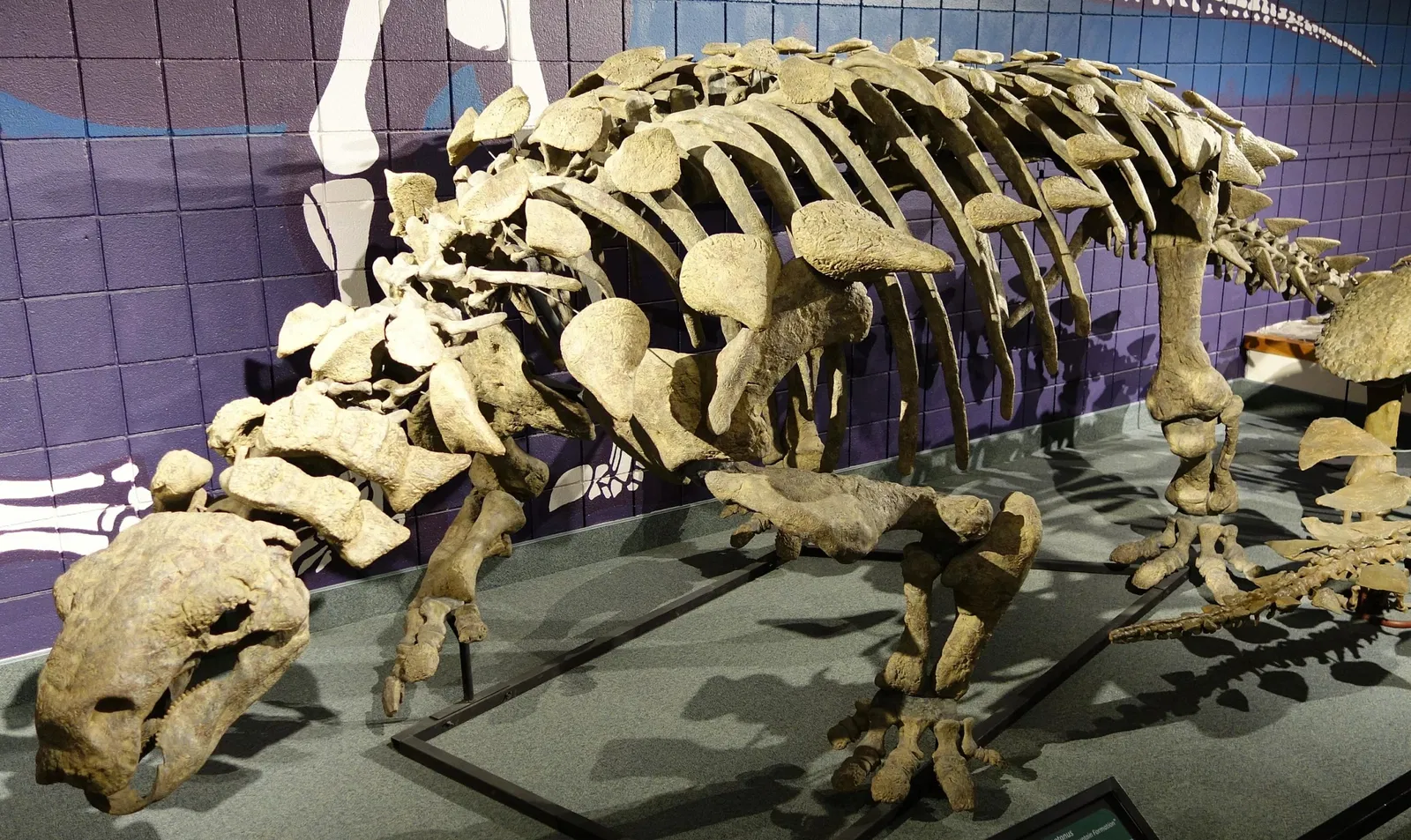 USU Eastern Prehistoric Museum