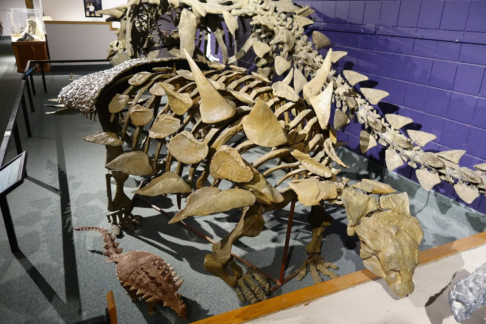 USU Eastern Prehistoric Museum