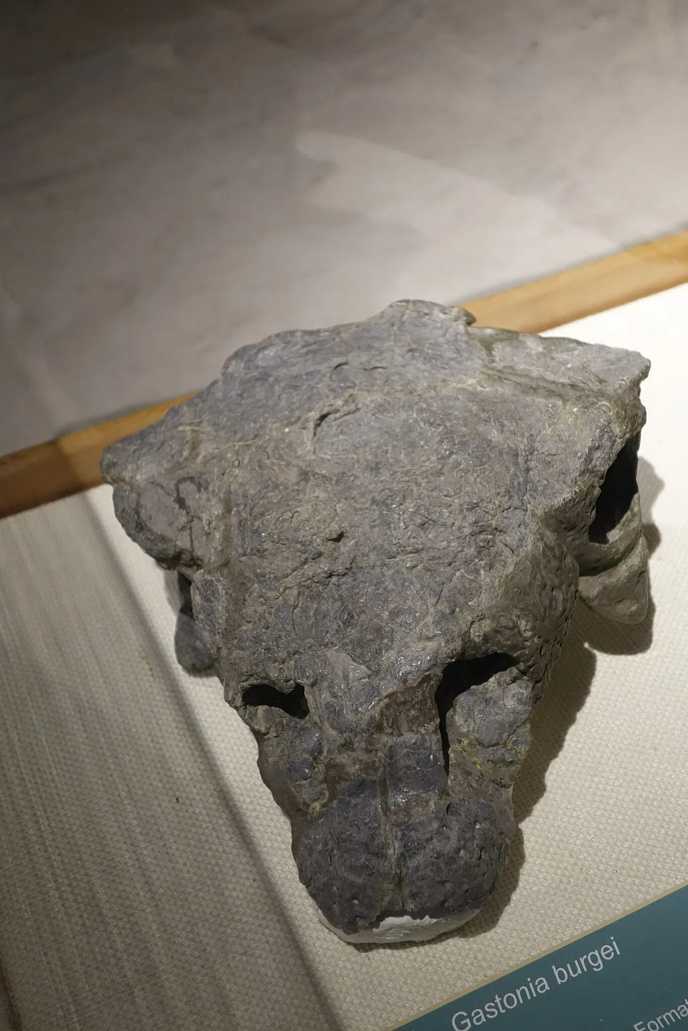 USU Eastern Prehistoric Museum