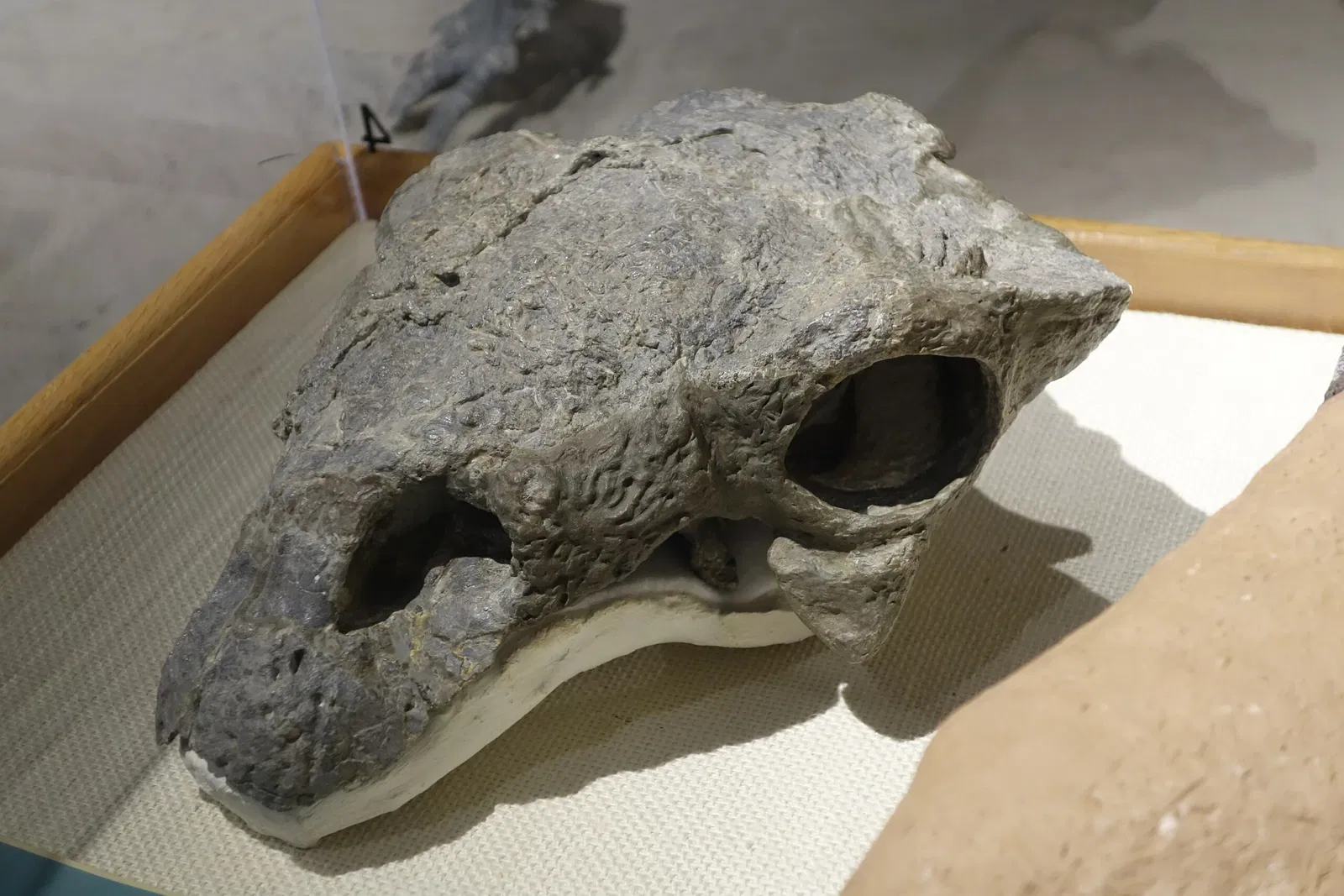 USU Eastern Prehistoric Museum