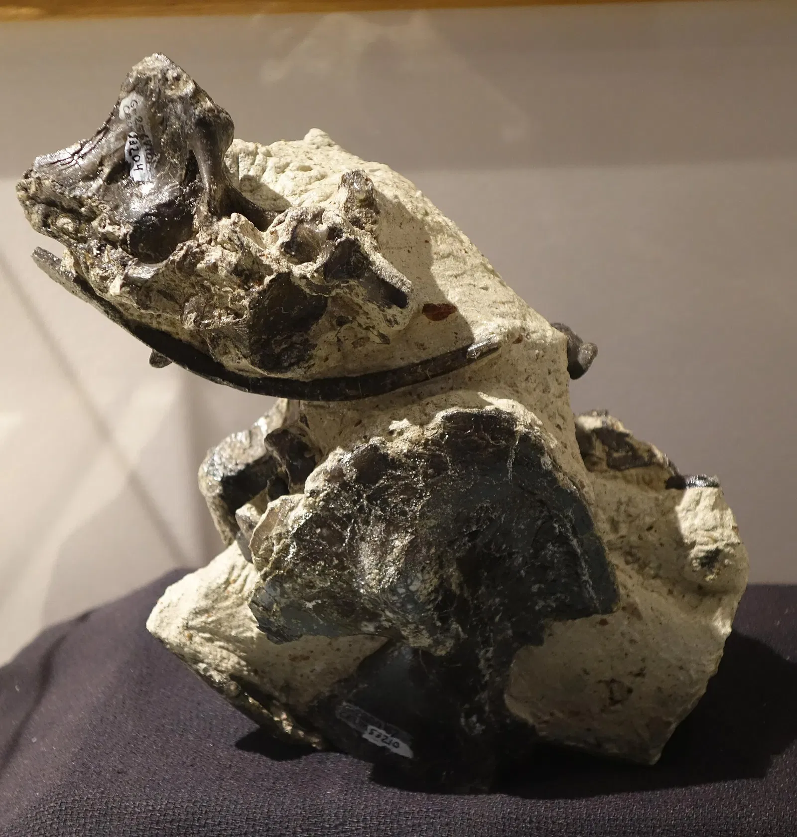 USU Eastern Prehistoric Museum