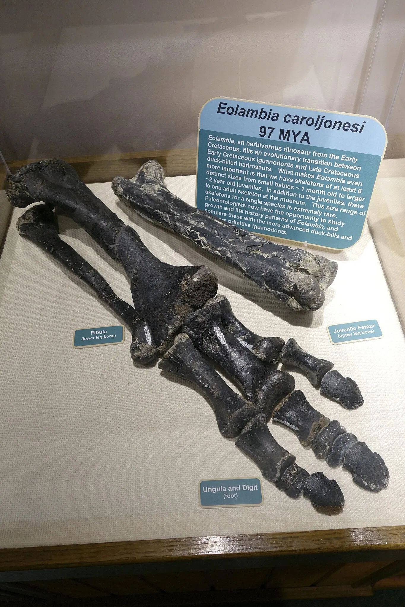 USU Eastern Prehistoric Museum