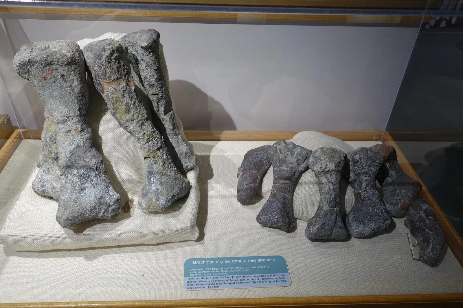 USU Eastern Prehistoric Museum