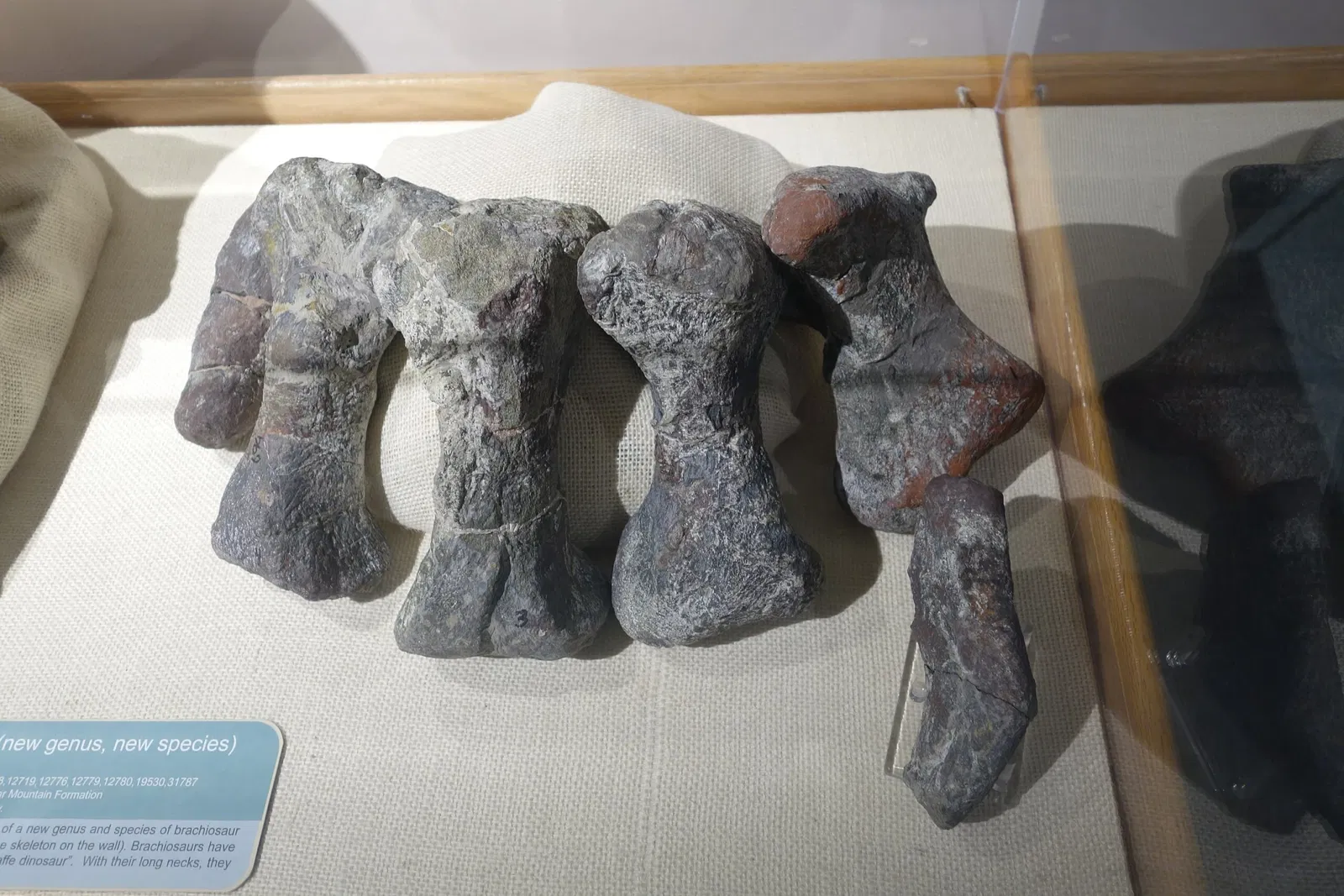 USU Eastern Prehistoric Museum