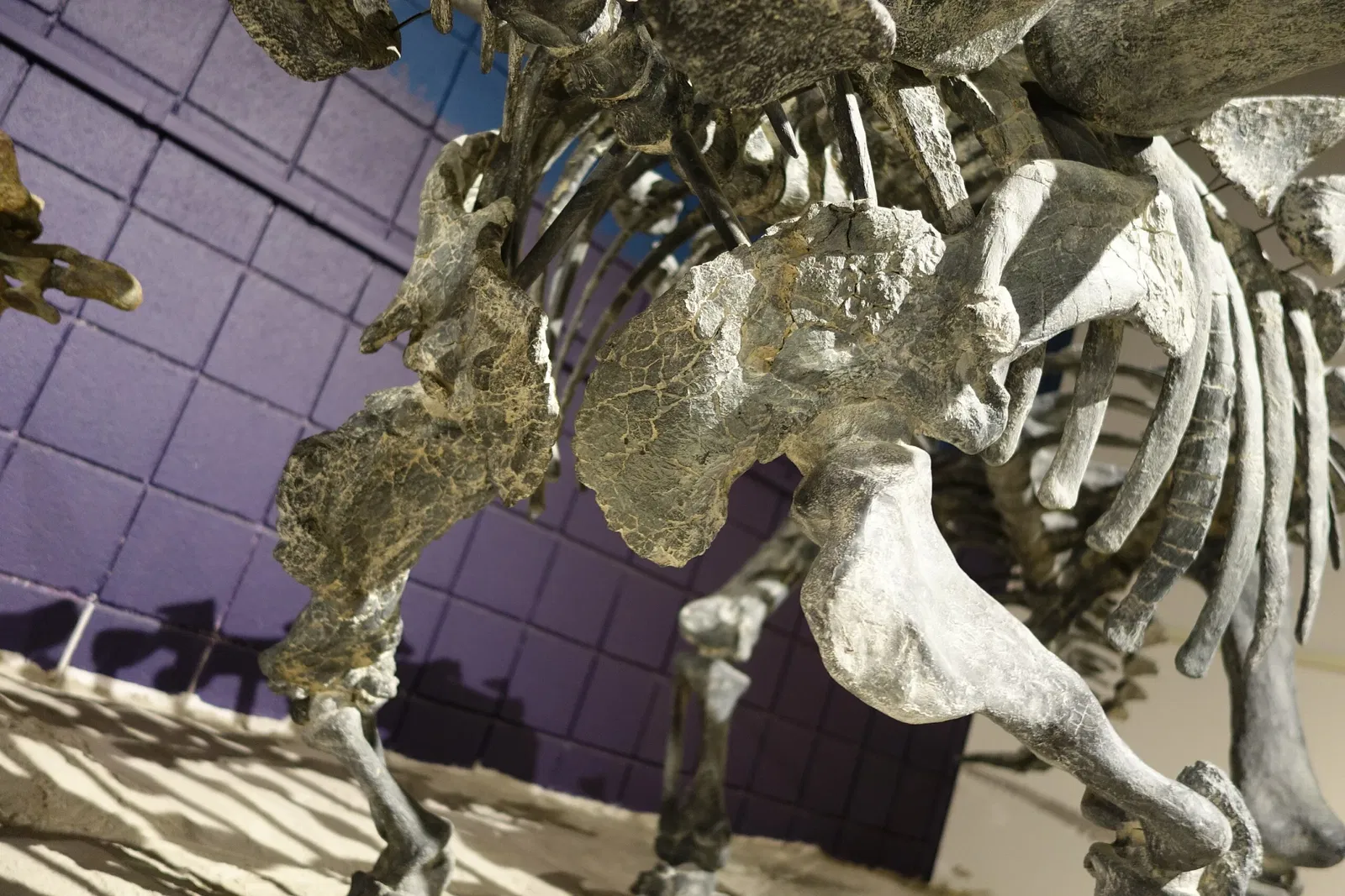 USU Eastern Prehistoric Museum