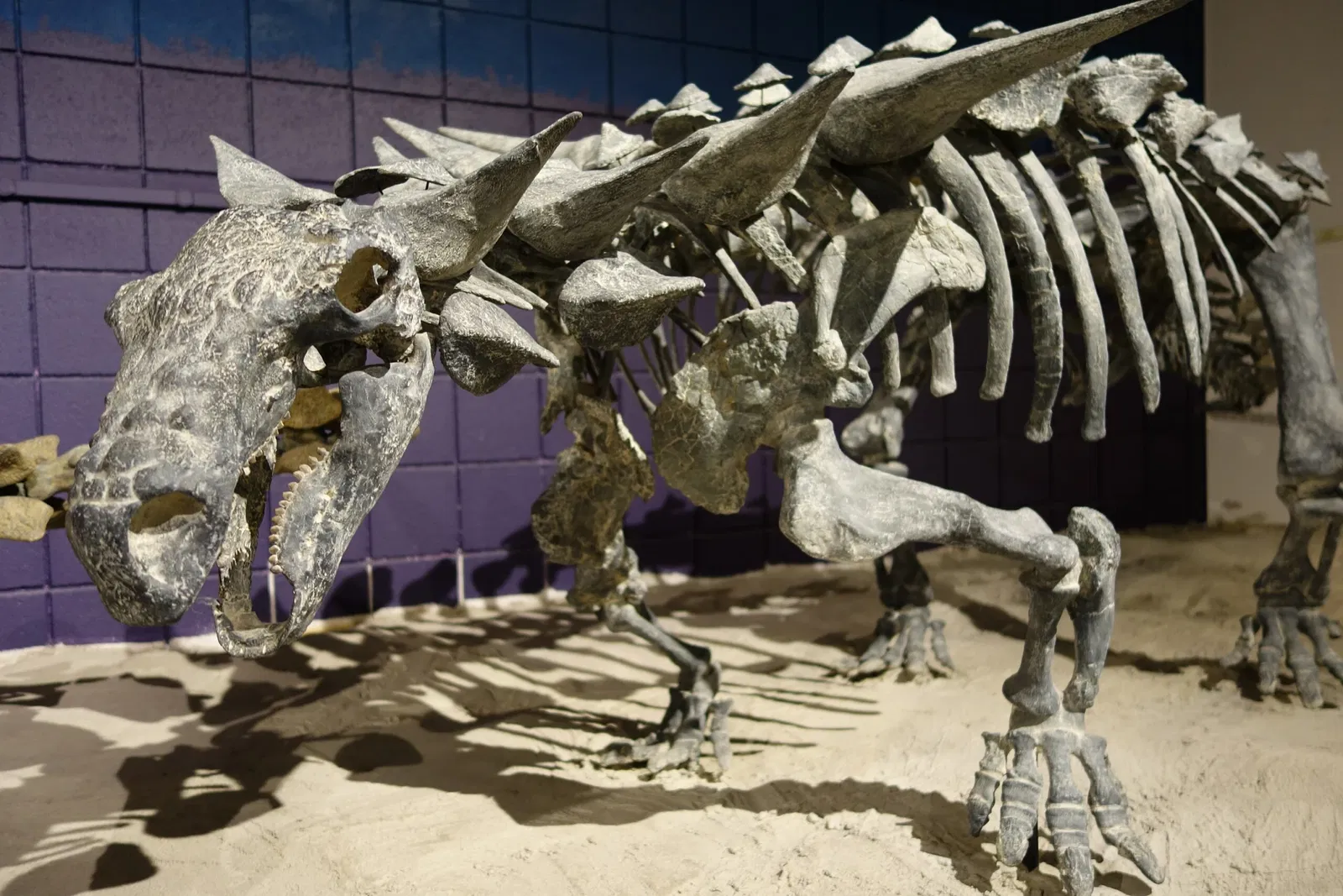 USU Eastern Prehistoric Museum