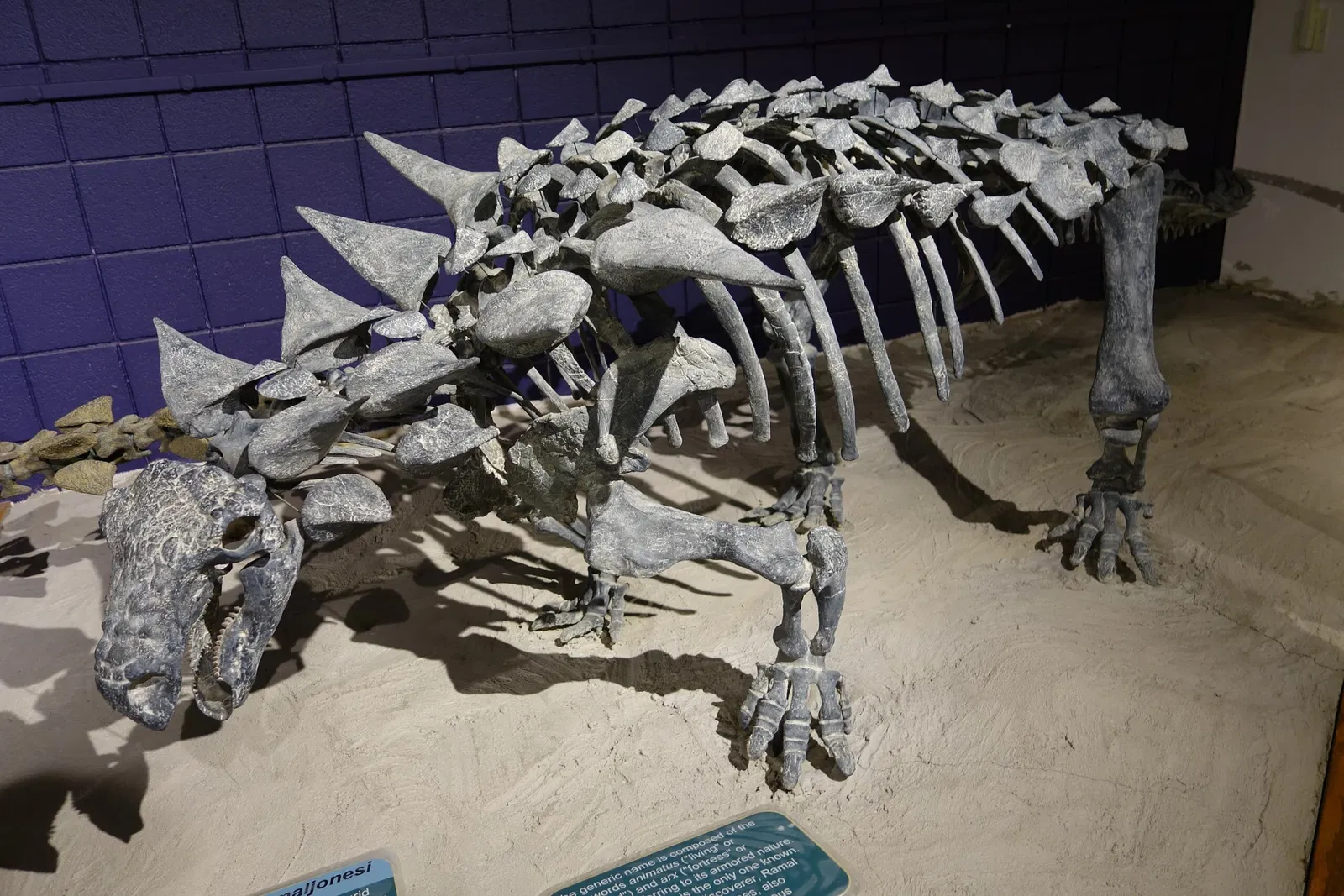 USU Eastern Prehistoric Museum