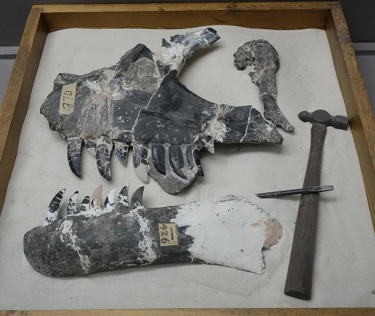 USU Eastern Prehistoric Museum