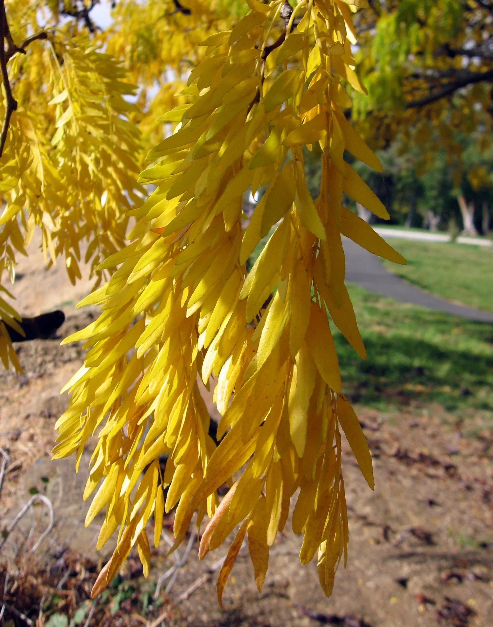 Maryhill Museum of Art