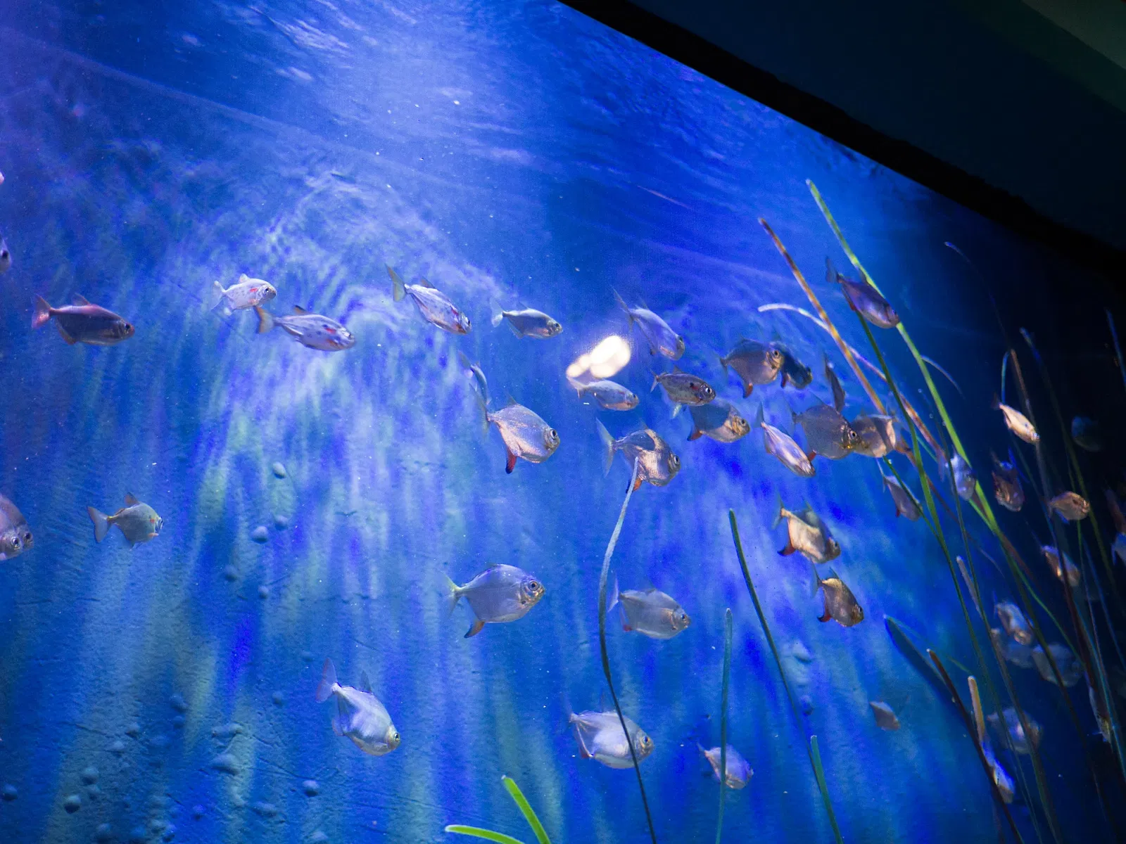 Newport Aquarium