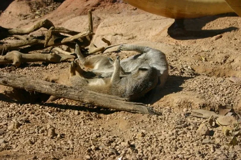 Zoológico de Minnesota