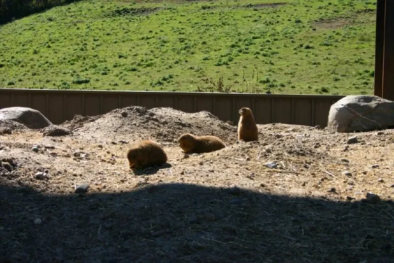 Zoológico de Minnesota