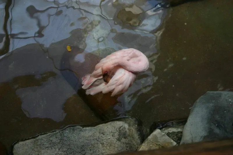 Zoológico de Minnesota